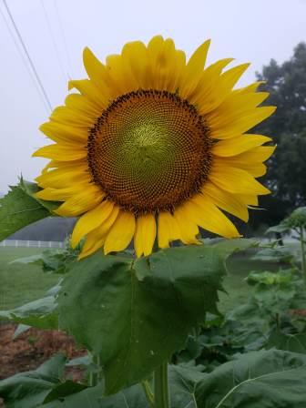 Sunflowers